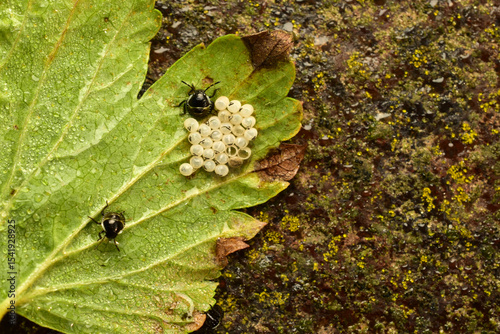 Clutch of green shield bug eggs and hatchlings from bug eggs.