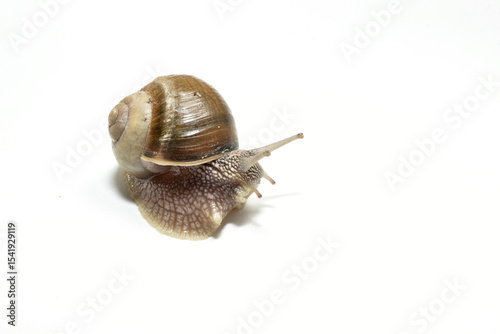 Large grape snail on a white background.