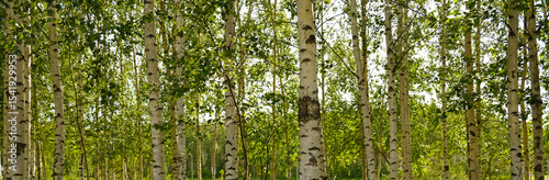 Bright birch forest with slender white trunks and vibrant green leaves. Sunlight softly filters through the foliage. Peaceful, natural atmosphere. Blurred background. 