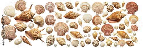 Collection of Mixed Sea Shells and Pearls On Isolated Transparent Background

