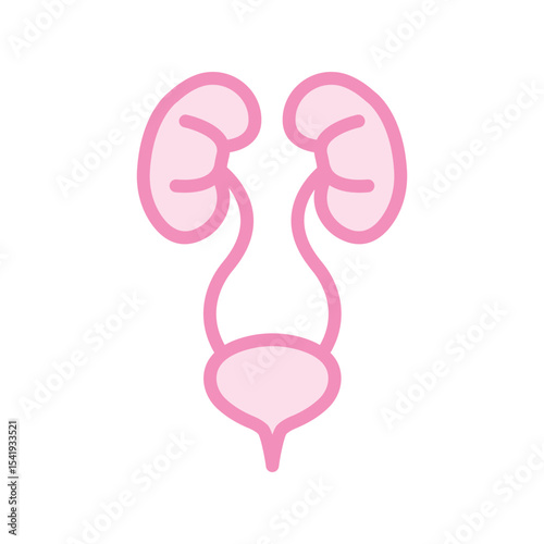 Urinary System duotone line icon , vector, pixel perfect, illustrator file 
