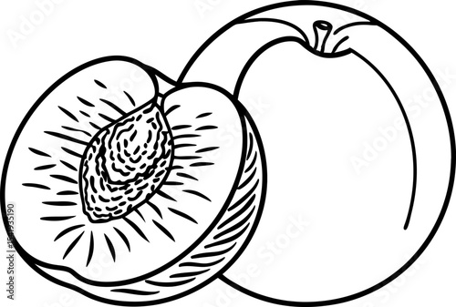 Whole and halved peach illustration with seed exposed fresh summer fruit, simple black and white line drawing