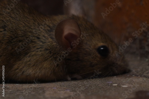Brown rat (Rattus norvegicus): adaptable, omnivorous urban rodent, coarse brown fur, prolific breeder, disease vector, burrowing pest species.