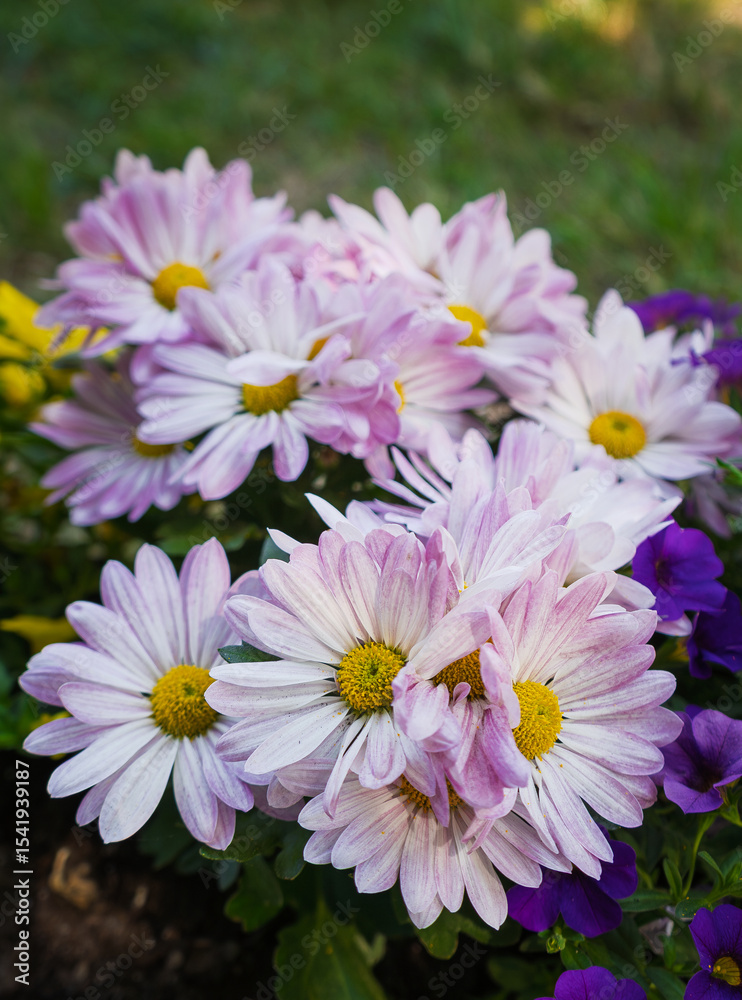 Fototapeta premium Blooming flowers of pink chrysanthemum