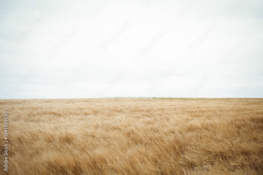 Obraz premium Scenic view of dry wheat field