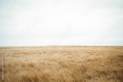 Scenic view of dry wheat field