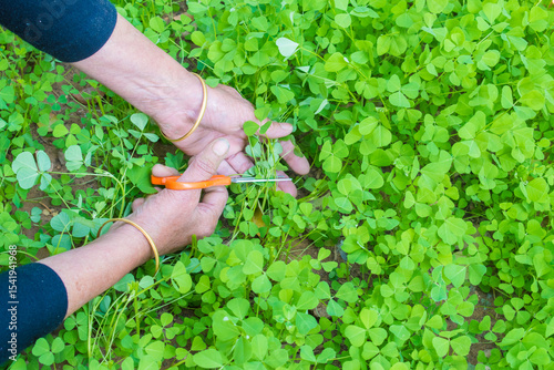 woman’s hand using scissors to cut fresh methi (fenugreek) leaves from a home kitchen garden. organic farming, sustainable living, and homegrown Indian herbs