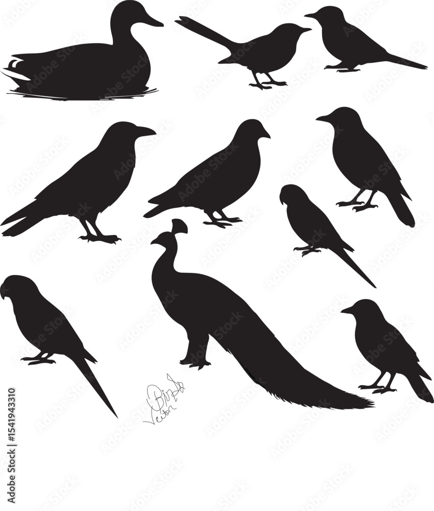 Obraz premium Variety of Birds Vector Set – Flat Wildlife Icons