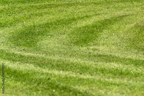 Mowing lines run in a wave shape across a well-kept lawn. The image shows natural care and order in detail