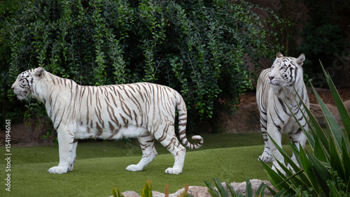 White tigers are big dangerous cats.