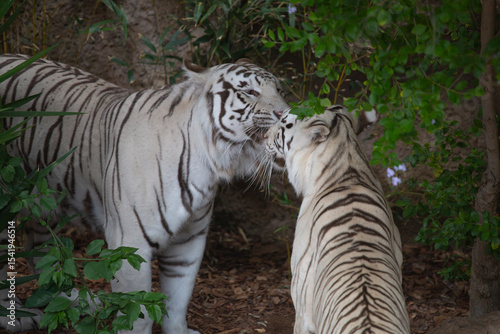 White tigers are big dangerous cats.