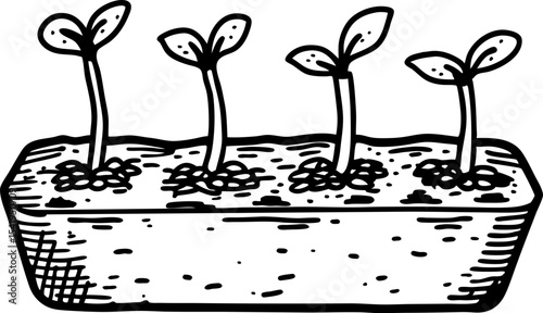 Seedlings growing in soil planter box black and white hand drawn sketch of young plant sprouts, gardening concept