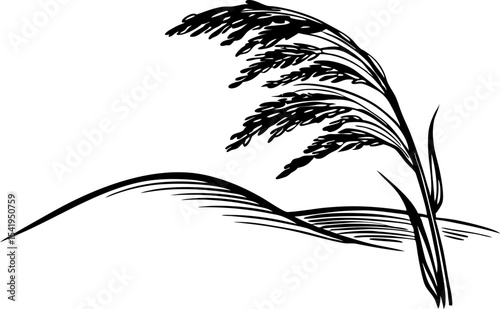 Wind blown grass in minimalist landscape black and white drawing of solitary wild reed bending in strong breeze