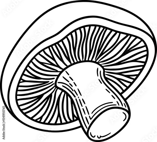 Sliced mushroom illustration, detailed black and white drawing of vegetable fungus with gills and stem