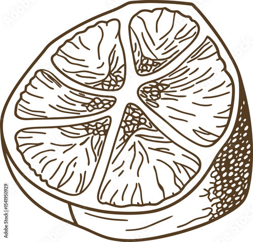 Grapefruit half illustration citrus fruit section detailed with segments, hand drawn line art, healthy organic food concept