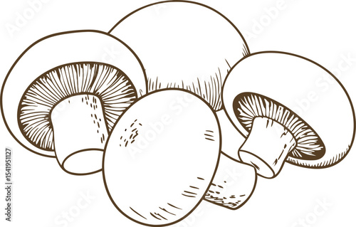 Hand drawn mushrooms illustration fresh champignon fungi sketch isolated, organic edible vegetable concept