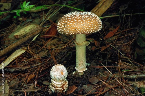 Toxic mushroom Amanita pantherina growing in Korean woodland. Known as Panther Cap, it has a brown cap with white warts and is a highly poisonous species.
