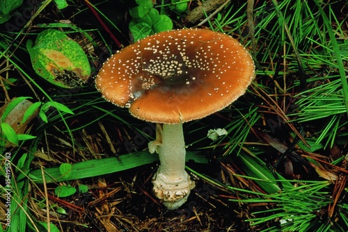 Toxic mushroom Amanita pantherina growing in Korean woodland. Known as Panther Cap, it has a brown cap with white warts and is a highly poisonous species.