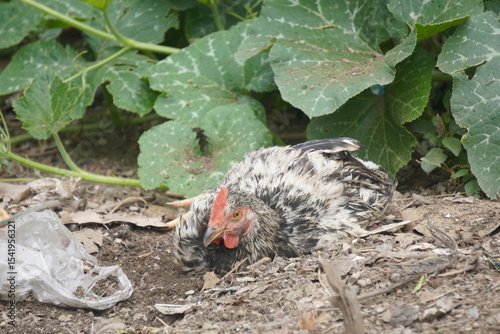A brown hen strolls across a sunlit green field, pecking gently at the grass, feathers glowing in warm daylight.