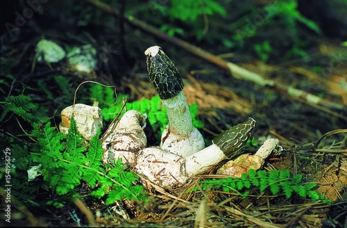 Close-up photo of Lepiota aspera with its distinct pointed cap and fibrous stem, photographed in natural Korean woodland.