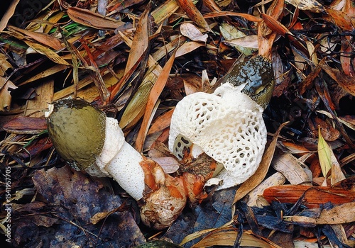 Photo of Phallus indusiatus, known as Veiled Lady or Bamboo Mushroom, showing its net-like indusium structure in Korean forest. A unique and edible fungus with a distinct look.