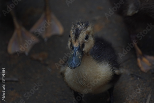 duck, a resilient waterfowl breed, thrives in wetlands, valued for egg production, meat quality, and natural pest control abilities	