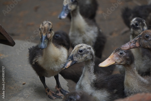 duck, a resilient waterfowl breed, thrives in wetlands, valued for egg production, meat quality, and natural pest control abilities	
