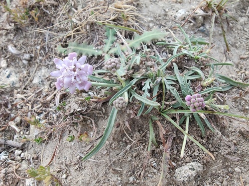 Boerhavia diffusa, spreading hogweed or Punarnava wild mountainy plant