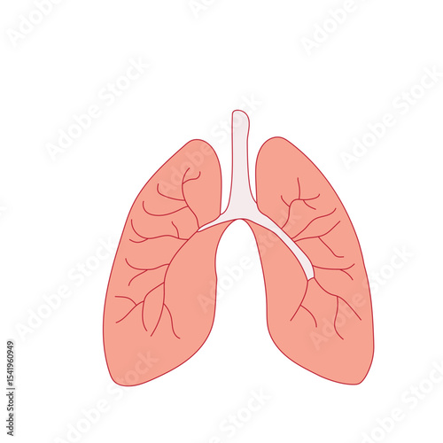 Anatomical illustration of human lungs with bronchi and trachea vactor cutout png