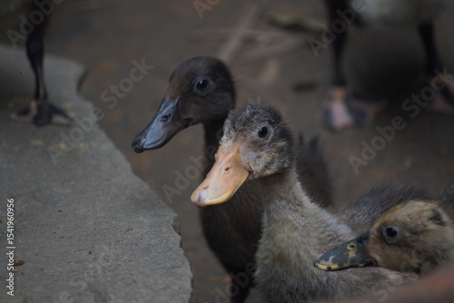 duck, a resilient waterfowl breed, thrives in wetlands, valued for egg production, meat quality, and natural pest control abilities	