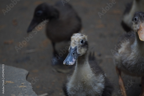 duck, a resilient waterfowl breed, thrives in wetlands, valued for egg production, meat quality, and natural pest control abilities	