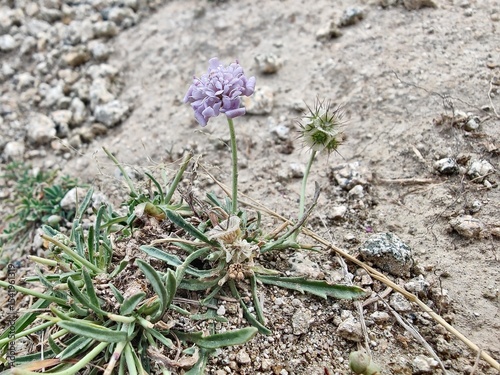 Boerhavia diffusa, spreading hogweed or Punarnava wild mountainy plant