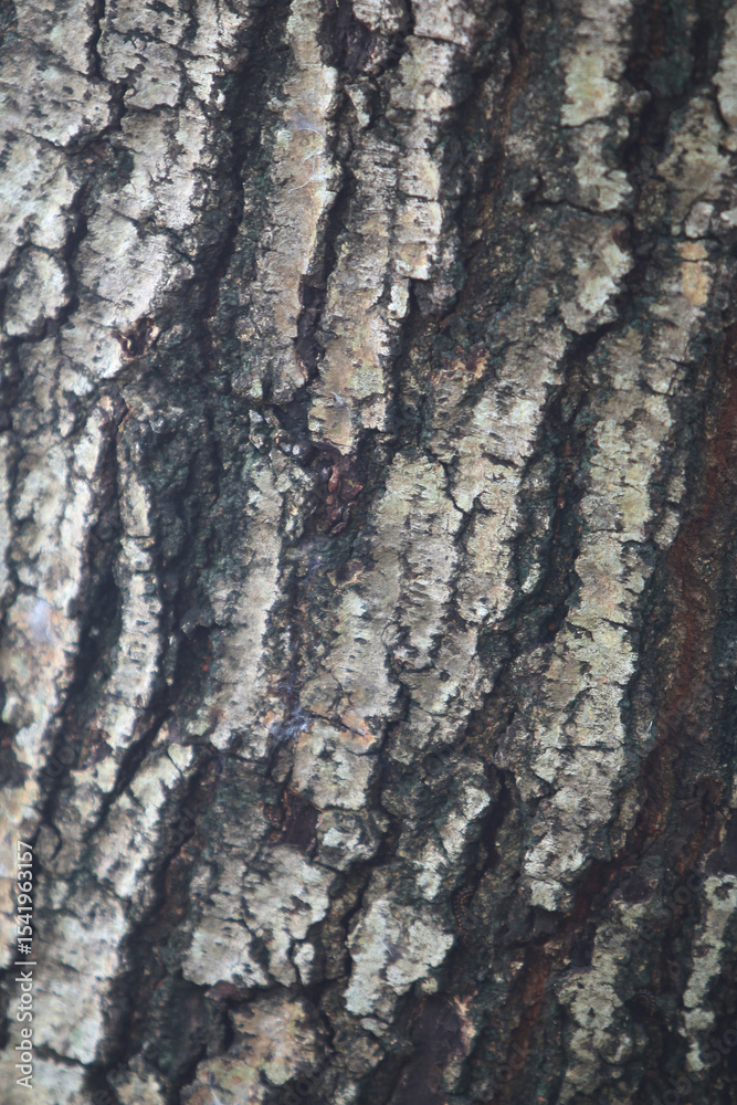 Fototapeta premium Tree Bark Texture: Close-up view of tree bark, showcasing its intricate texture, lines, and color variations. Perfect for design projects needing a natural, organic feel.