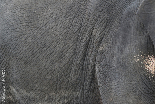 Elephant's Textured Hide: A close-up photograph showcases the intricate texture of an elephant's skin, revealing the deep wrinkles and rugged surface of the animal's hide.