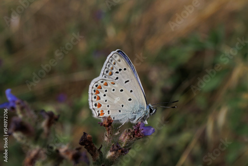 Lycaenidae icarus butterfly posed flower close up detail profile