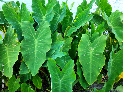 Large, vibrant green taro leaves (Colocasia) grow densely near the edge of a body of water, creating a lush and tropical scene. The heart-shaped leaves have prominent veins and a smooth, waxy texture