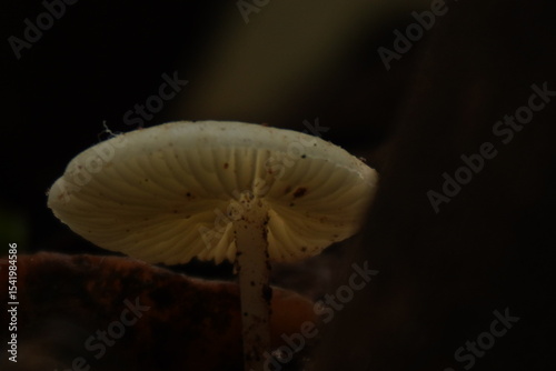 Leucocoprinus cepaestipes is a delicate, white mushroom found on decaying wood or rich soil, often in tropical and subtropical regions.
