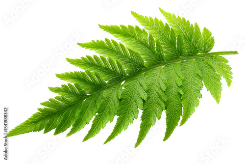 Close-up of a vibrant green fern leaf isolated on a contrasting transparent background