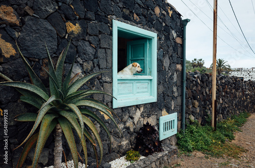 Dog Peering Out Through Window of a Rustic Stone House with Plants