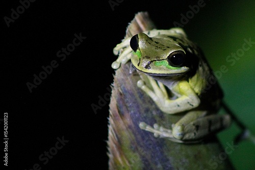 Masked tree frog close-up in natural habitat