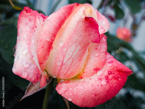 Close-up of a pink rose with raindrops on petals