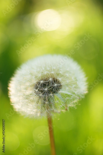 Ripe dandelion on a sunny day against the background of green grass