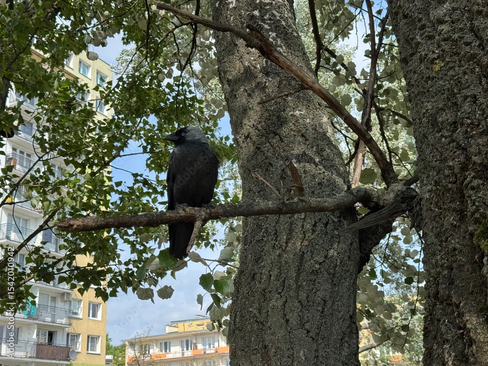 Obraz premium Lodz, Poland, June 19th. A bird on a tree branch in the park.