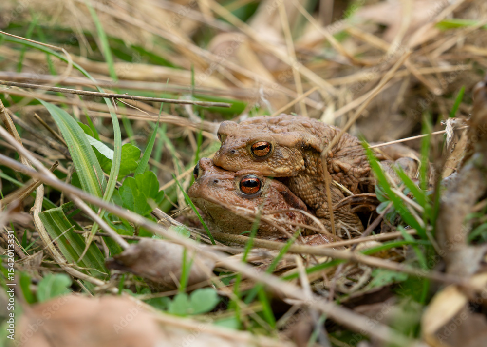 Fototapeta premium Mating common toads