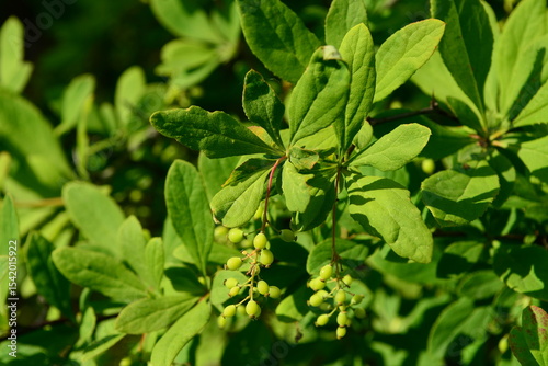 Photos of Berberis amurensis var. latifolia, known as Korean Amur Barberry, showing its wide green leaves, yellow flower clusters, and red to black ripened berries. Commonly found in Korean mountain f