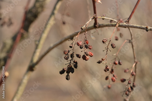 Photos of Berberis amurensis var. latifolia, known as Korean Amur Barberry, showing its wide green leaves, yellow flower clusters, and red to black ripened berries. Commonly found in Korean mountain f