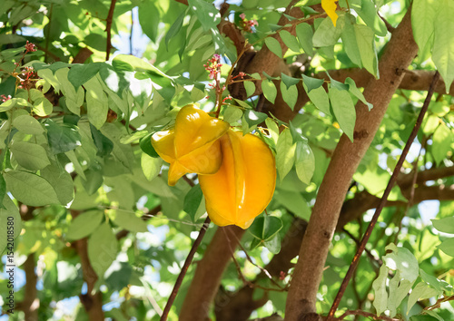 Ripe yellow carambola fruits hanging on tree branches among green leaves. Tropical plant, close-up, natural light, ripe fruits on tree