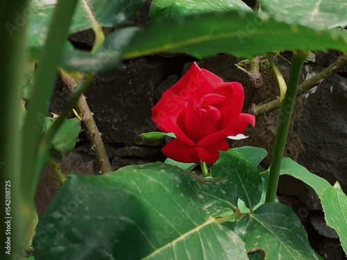 Una rosa rossa tra le foglie verdi.
