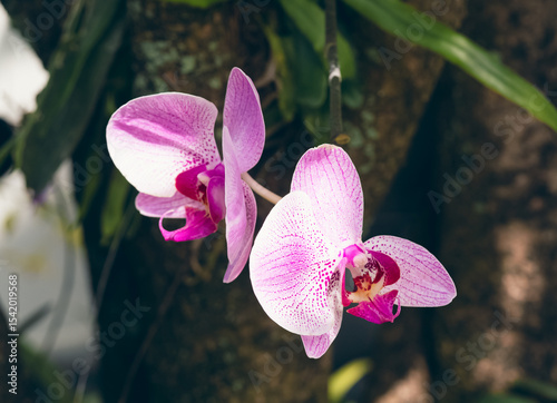 Close up of pink and white phalaenopsis flowers with selective focus on wood grain background for use in cards and graphic design..
