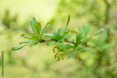 Photos of Berberis koreana, known as Korean Island Barberry, featuring serrated leaves, spiny branches, and clusters of unripe green berries in spring growth.